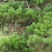 郴州黑松，湖南黑松，广东黑松
