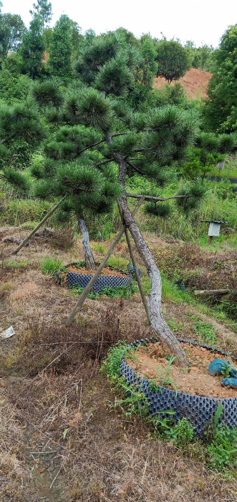 郴州黑松，湖南黑松，广东黑松