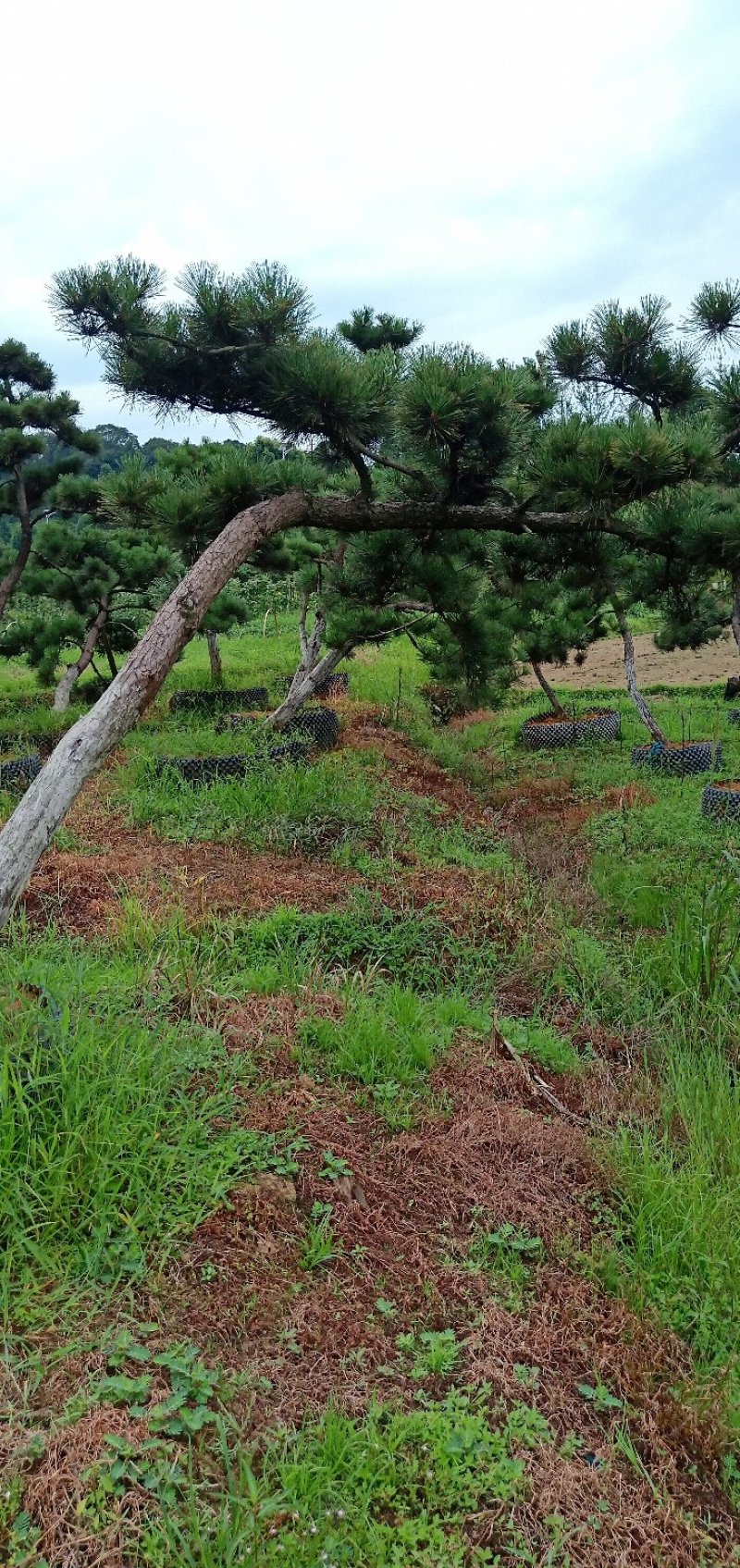 郴州黑松，湖南黑松，广东黑松