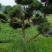 郴州黑松，湖南黑松，广东黑松