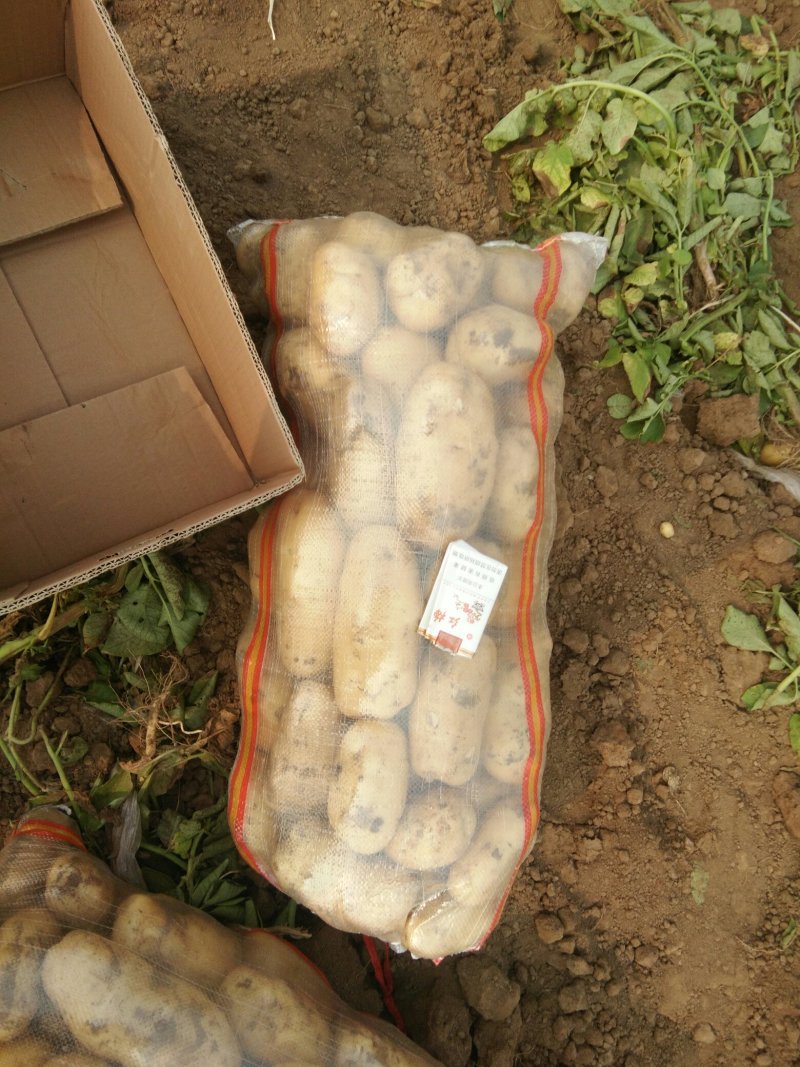 土豆荷兰十五系列大土豆海量现货供应，需要的速联系我了……