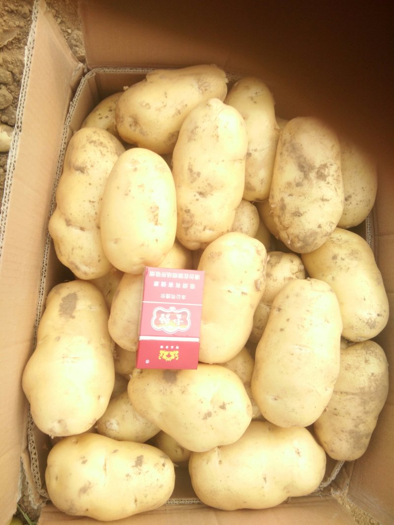 土豆荷兰十五系列大土豆海量现货供应，需要的速联系我了……