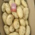 土豆荷兰十五系列大土豆海量现货供应，需要的速联系我了……