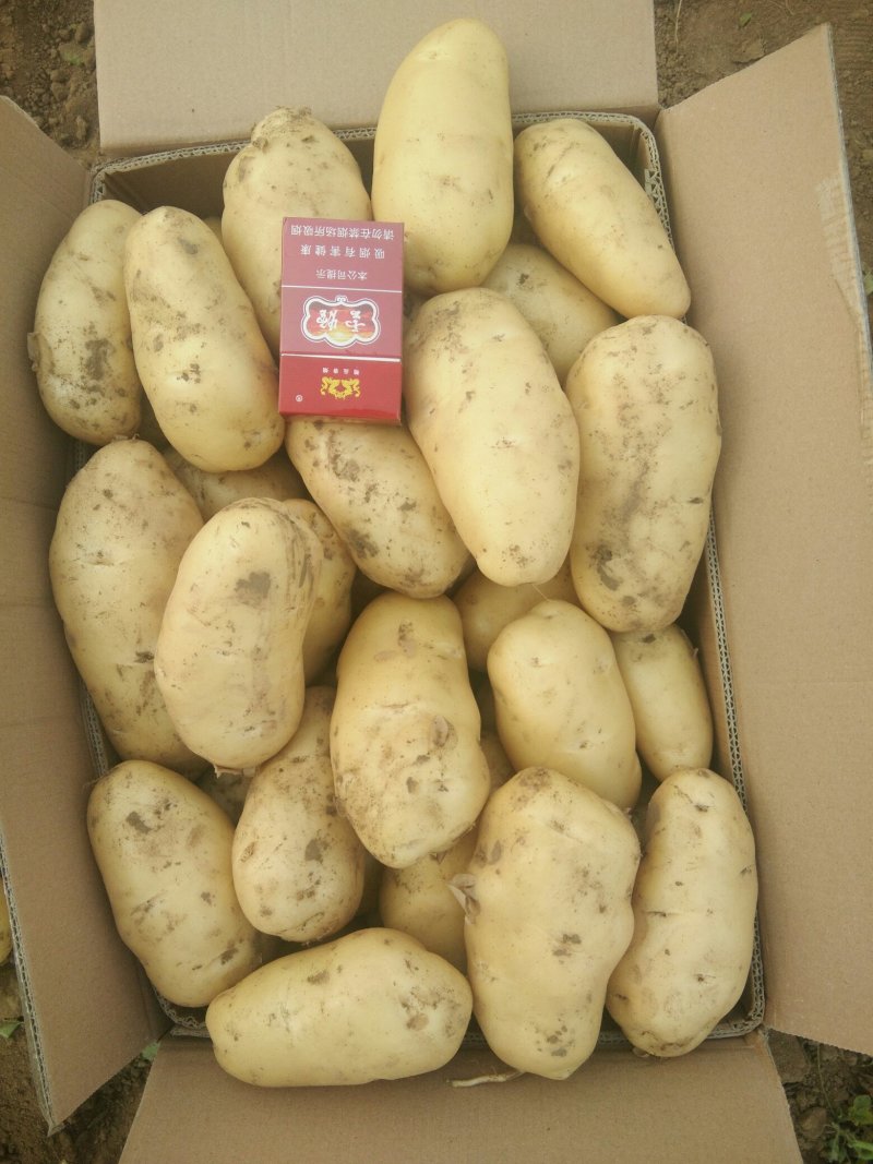 土豆荷兰十五系列大土豆海量现货供应，需要的速联系我了……