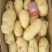 土豆荷兰十五系列大土豆海量现货供应，需要的速联系我了……