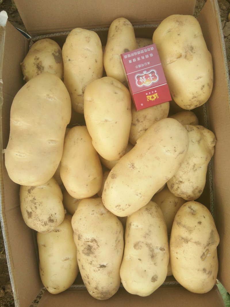 土豆荷兰十五系列大土豆海量现货供应，需要的速联系我了……