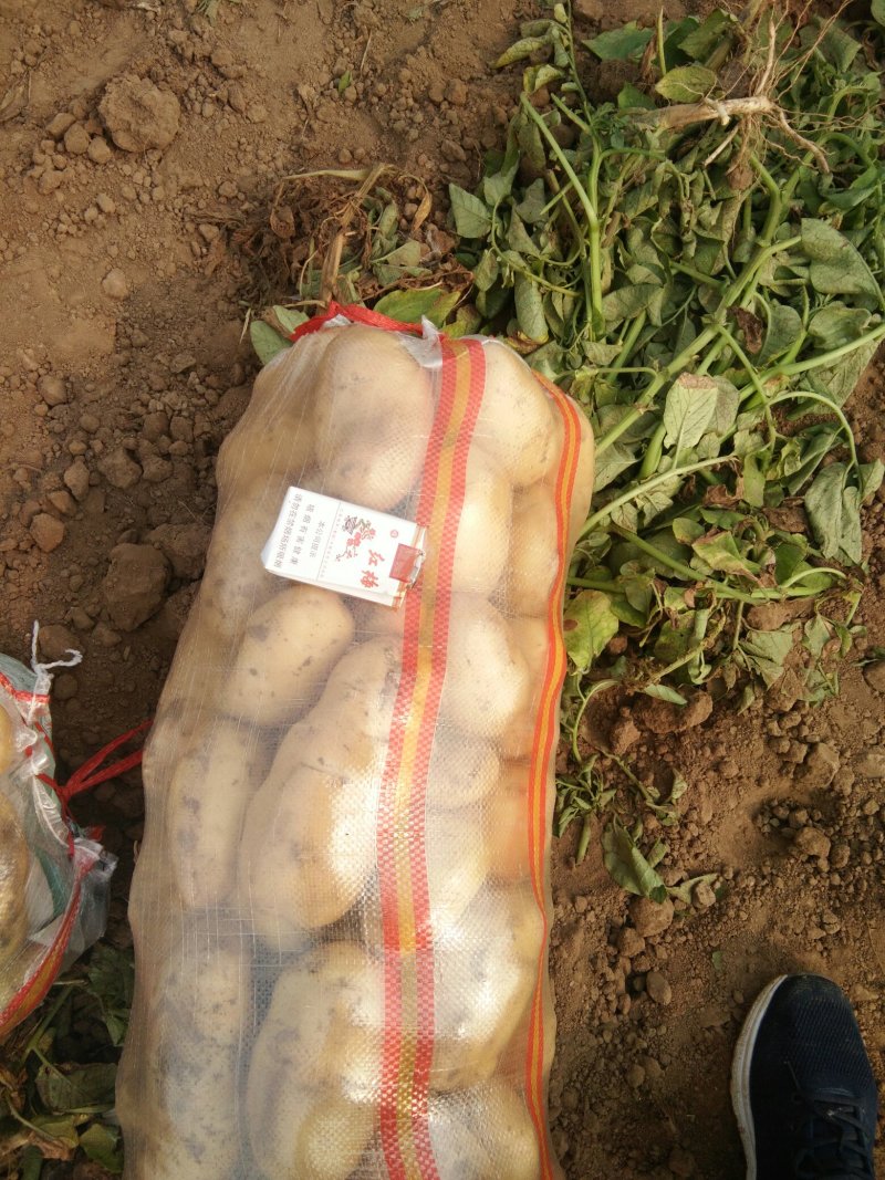 土豆荷兰十五系列大土豆海量现货供应，需要的速联系我了……