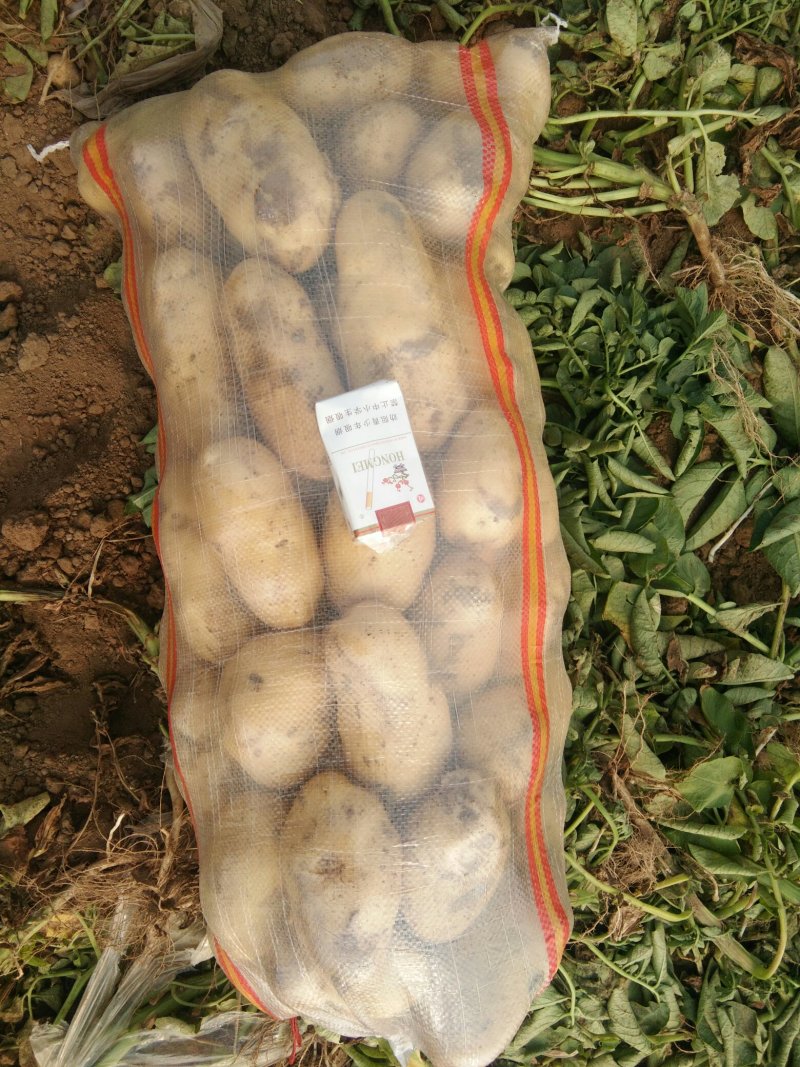 土豆荷兰十五系列大土豆海量现货供应，需要的速联系我了……