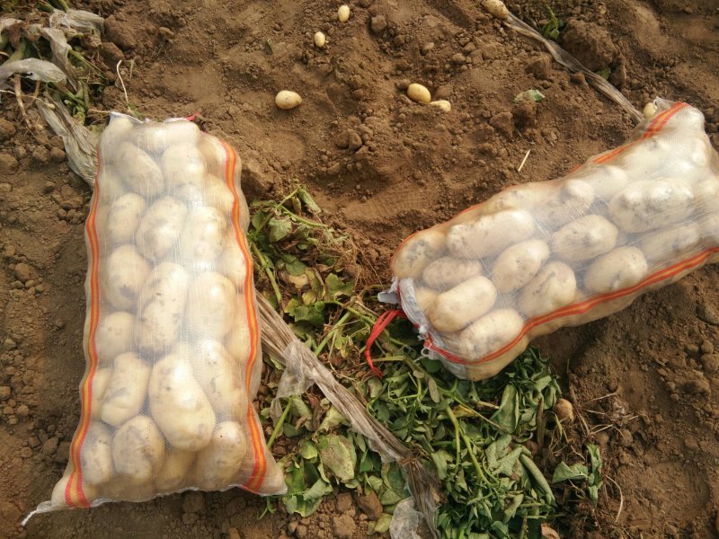 土豆荷兰十五系列大土豆海量现货供应，需要的速联系我了……