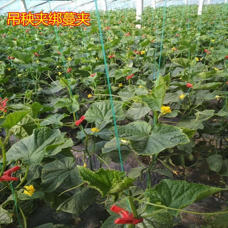 大棚蔬菜夹黄瓜西红柿辣椒绑秧夹绑蔓夹吊秧夹吊蔓夹