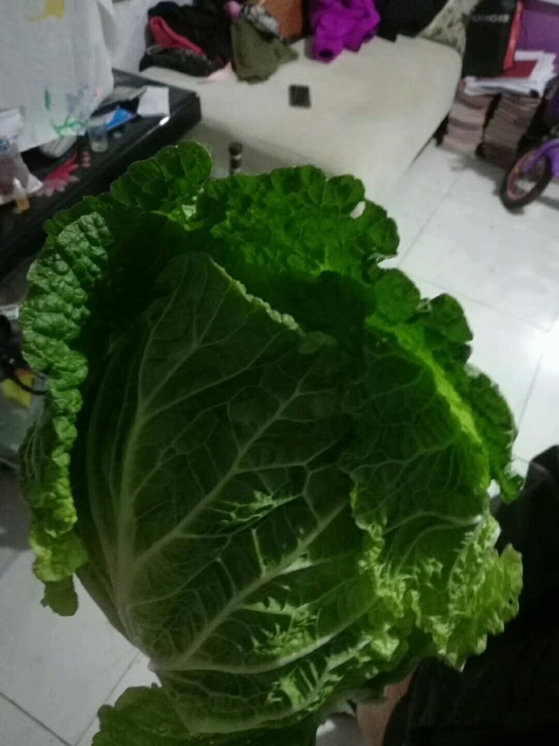韩国黄心菜有需要的老板请与我联系价格合理