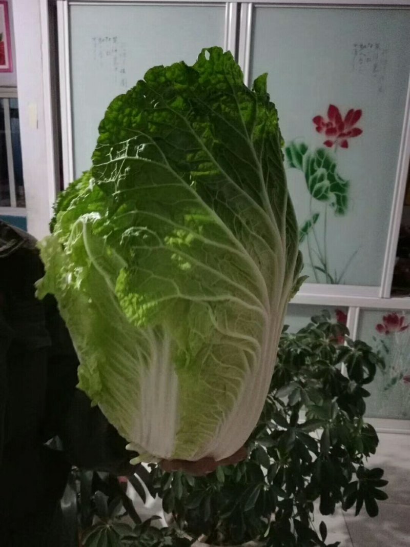 韩国黄心菜有需要的老板请与我联系价格合理
