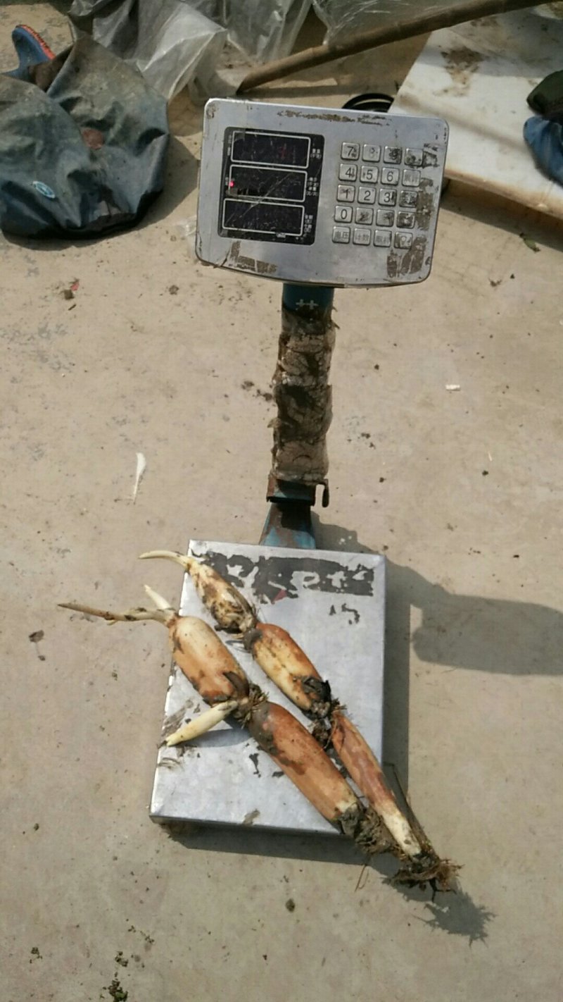 新藕20l9