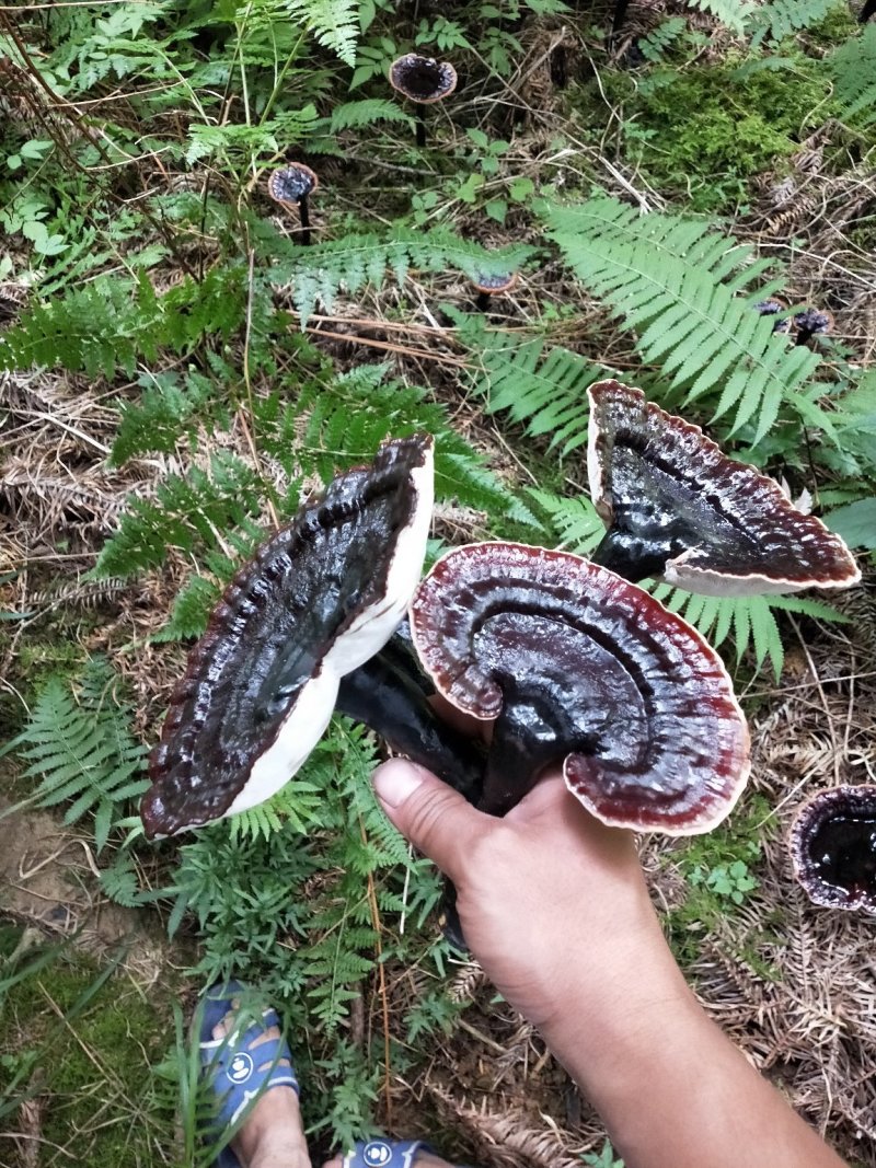 原生态无污染林下仿野生金边紫灵芝