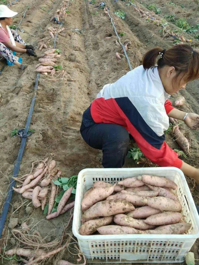 龙薯九