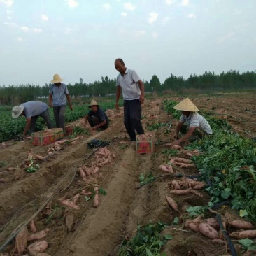 龙薯九