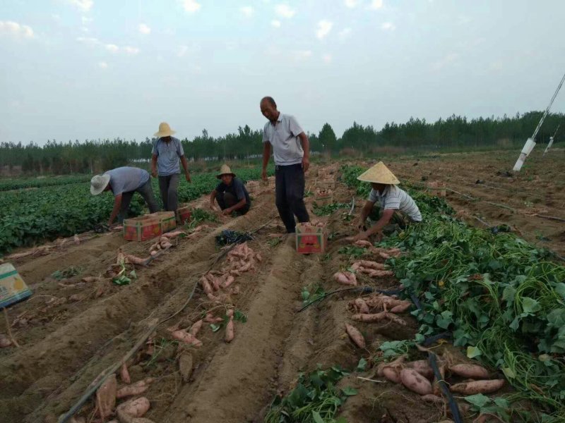 龙薯九