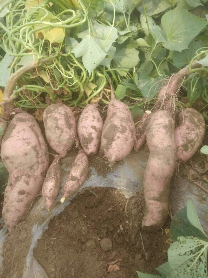 龙薯九