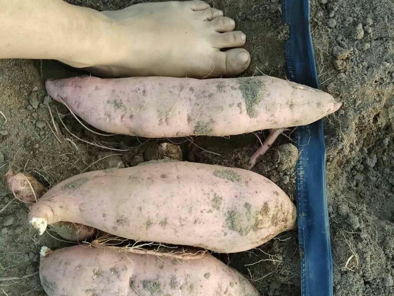 龙薯九