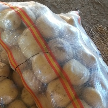 我处地膜土豆大量上市，质量好，品质优，价格美丽