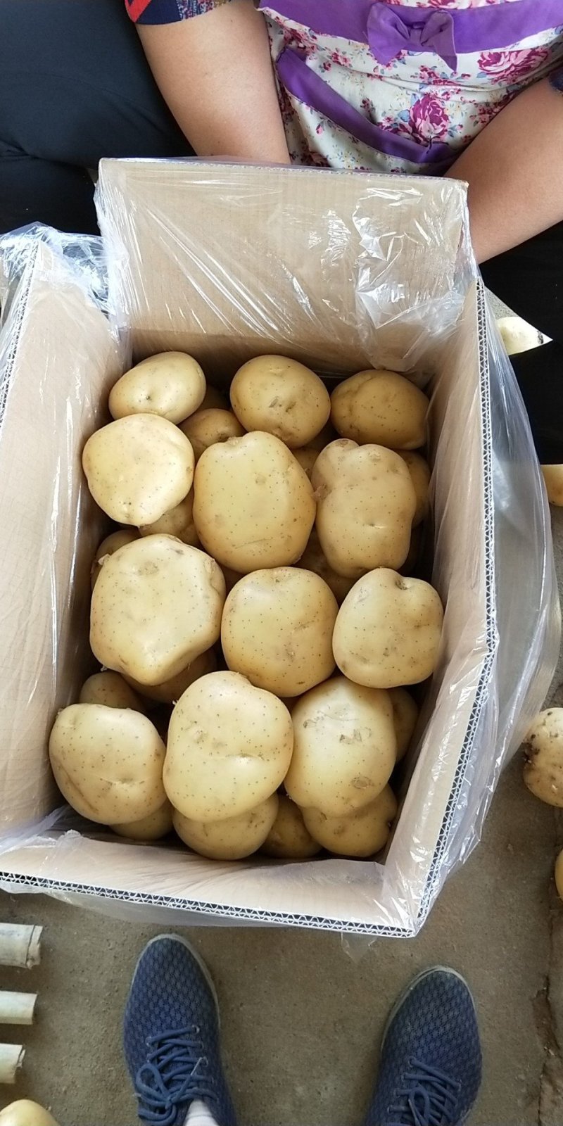 我处地膜土豆大量上市，质量好，品质优，价格美丽