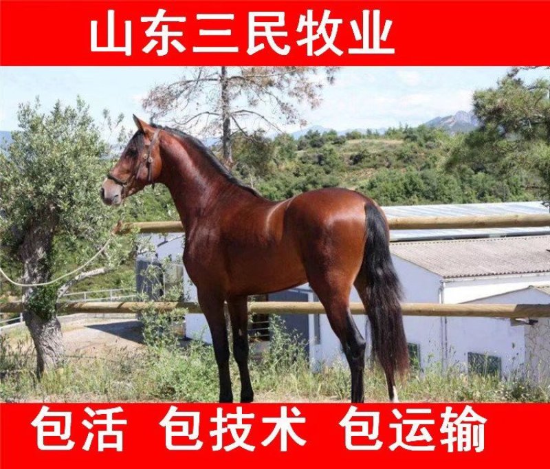 出售矮马德保矮马货到付款包活包运包技术