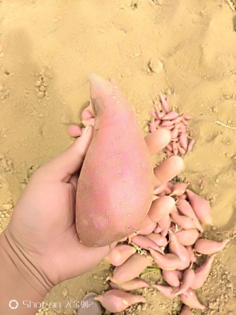 邹城丘陵山地西瓜红薯