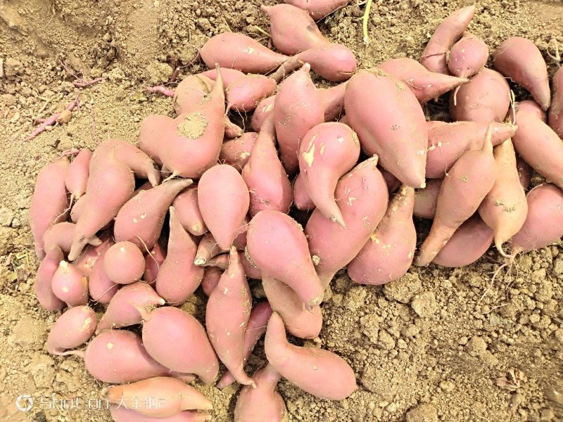 邹城丘陵山地西瓜红薯