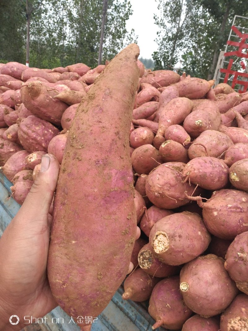 邹城丘陵山地西瓜红薯