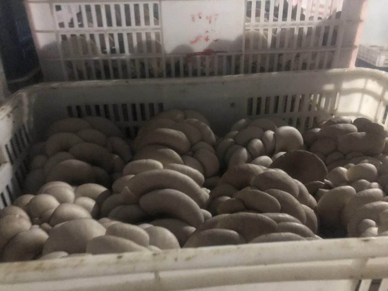 灰黑色平菇