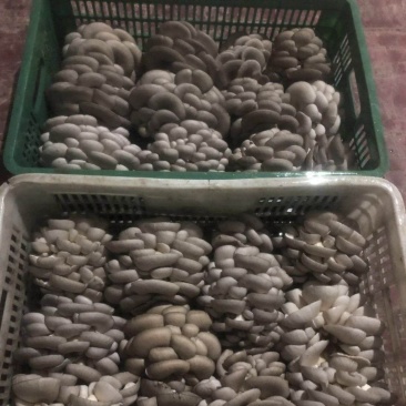 灰黑色平菇