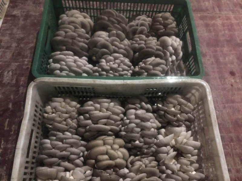 灰黑色平菇