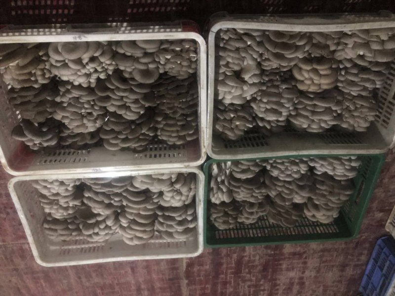 灰黑色平菇