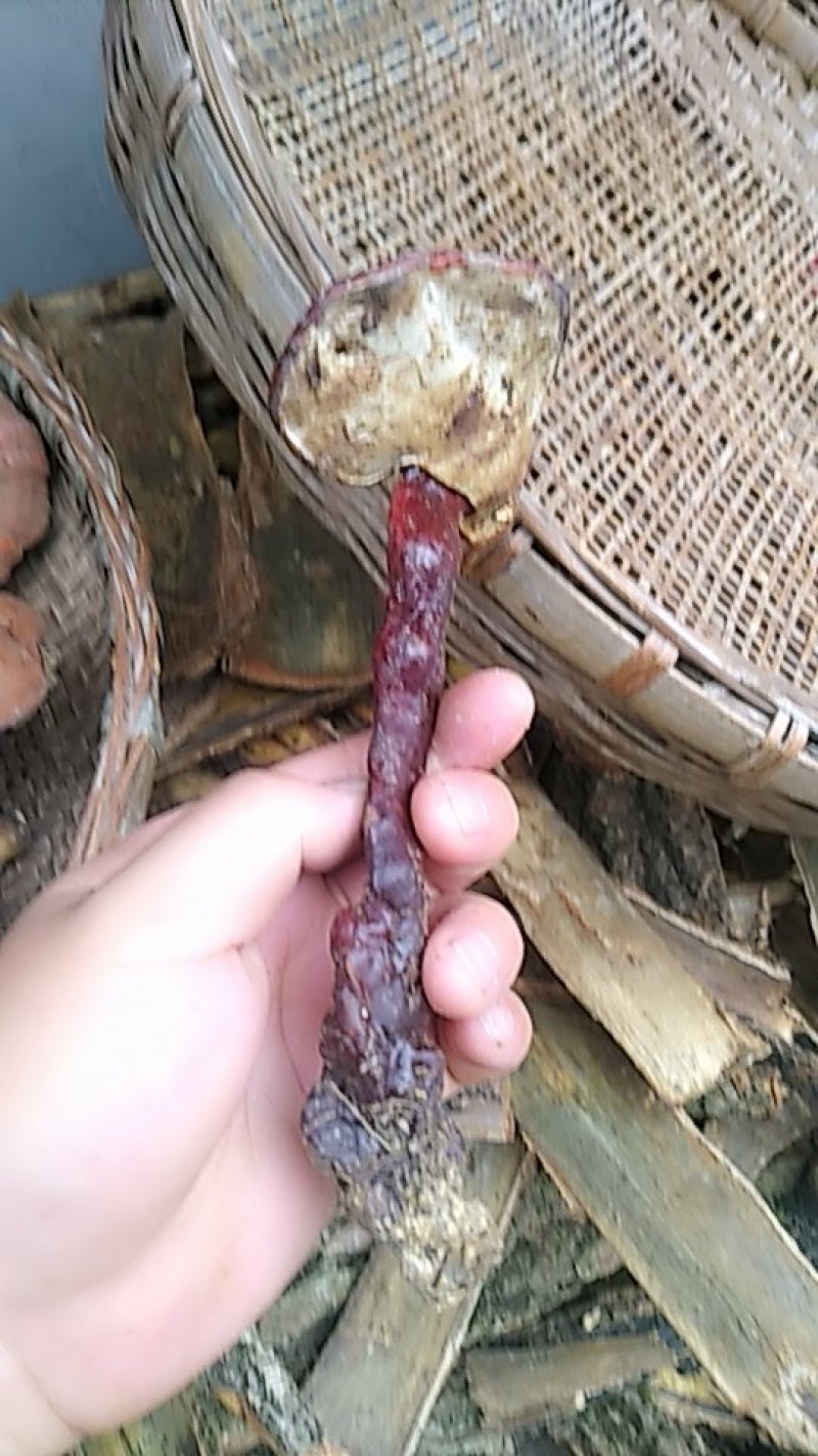 灵芝