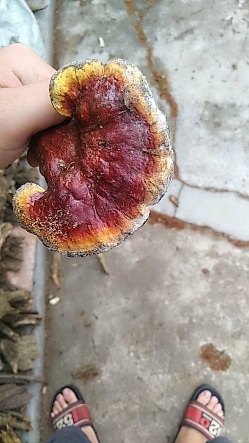 灵芝