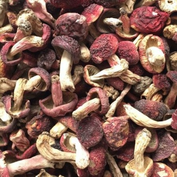 云南野生小红菇精品红菌