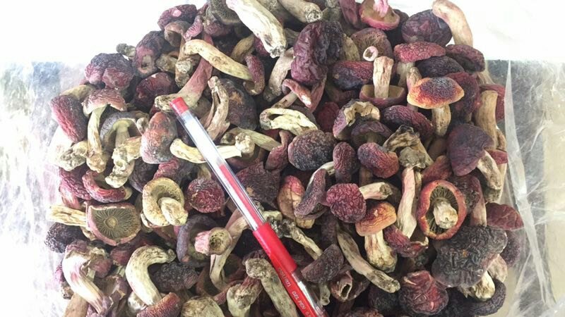 云南野生小红菇精品红菌