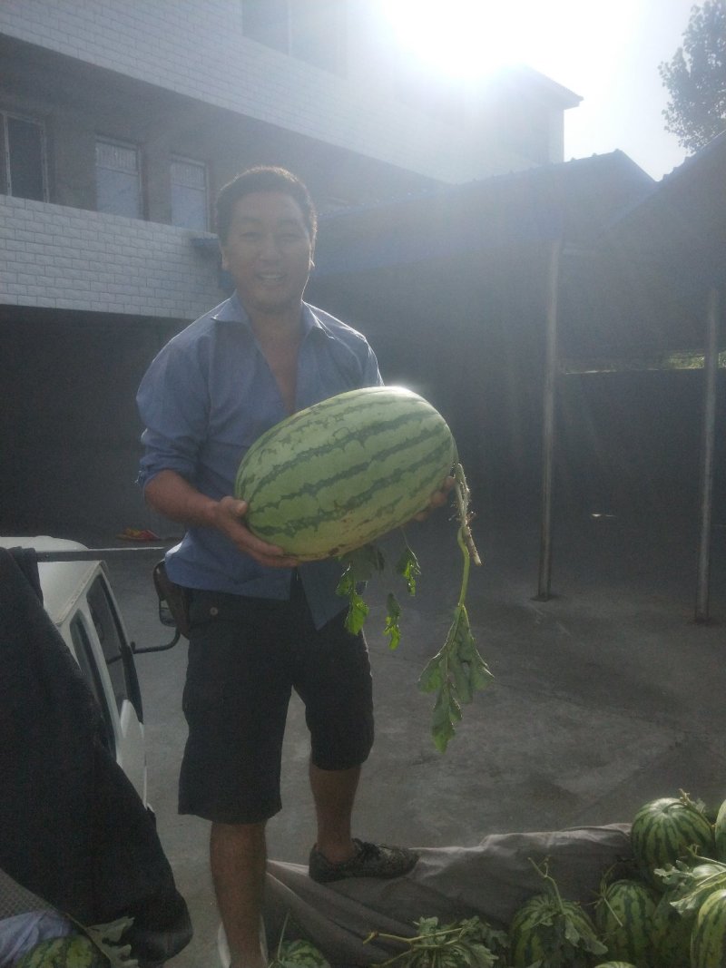 直生苗西农8号，科农系列西瓜，原生苗露地