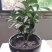 室内盆景金佛手柠檬果树苗观果植物可食用佛手