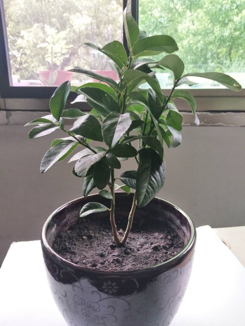 室内盆景金佛手柠檬果树苗观果植物可食用佛手
