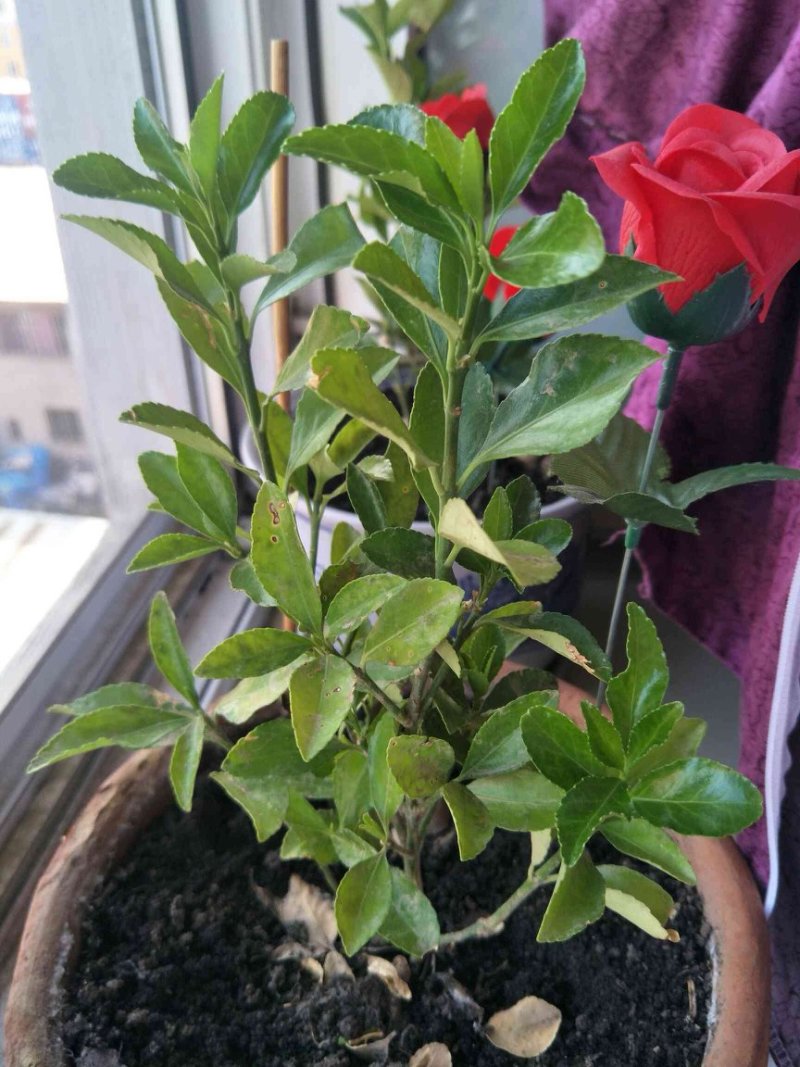 室内盆景金佛手柠檬果树苗观果植物可食用佛手