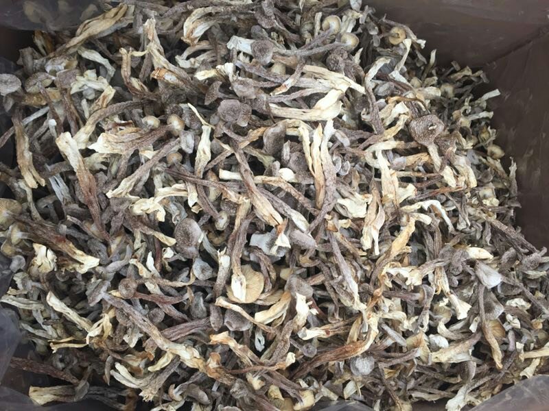 精品鹿茸菌鹿茸菇口感香脆10斤包邮