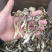 精品鹿茸菌鹿茸菇口感香脆10斤包邮