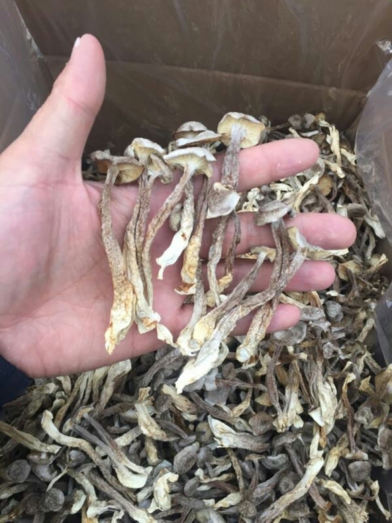 精品鹿茸菌鹿茸菇口感香脆10斤包邮