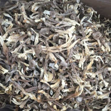 精品鹿茸菌鹿茸菇口感香脆10斤包邮