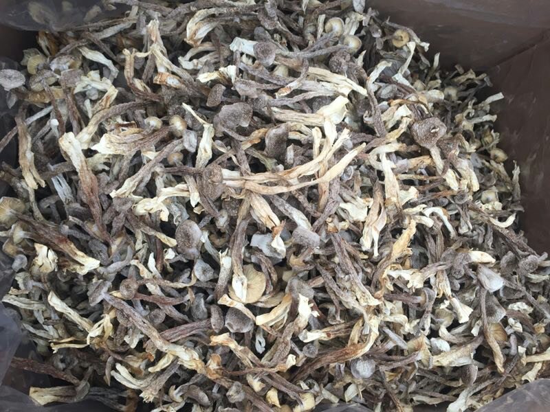 精品鹿茸菌鹿茸菇口感香脆10斤包邮