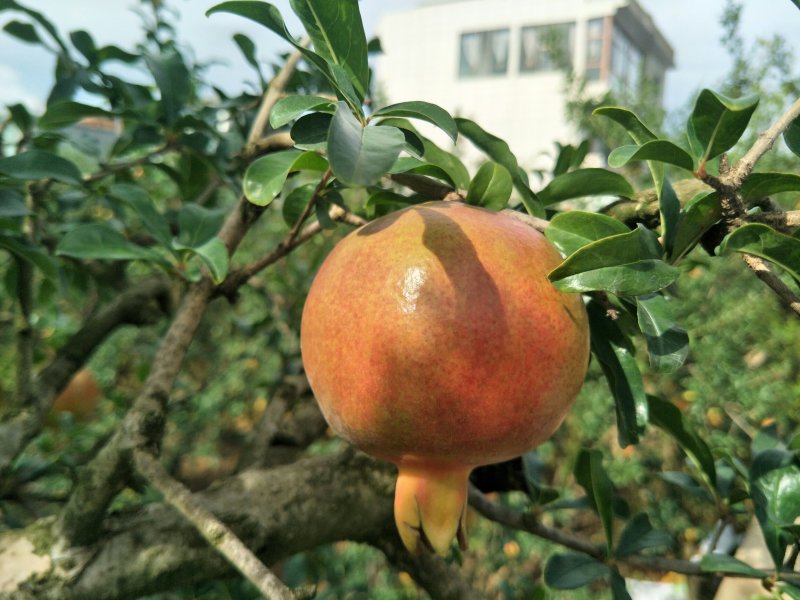 蒙自甜石榴