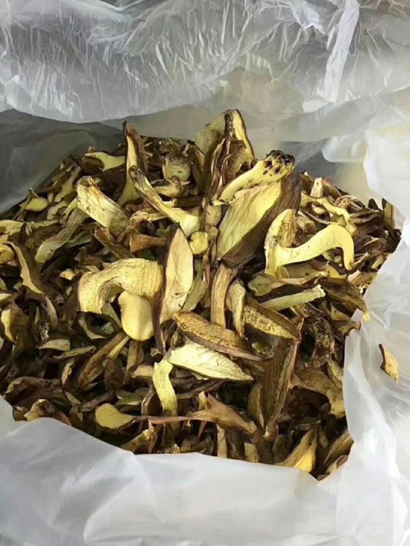 牛肚菌黄牛肝菌10斤包邮