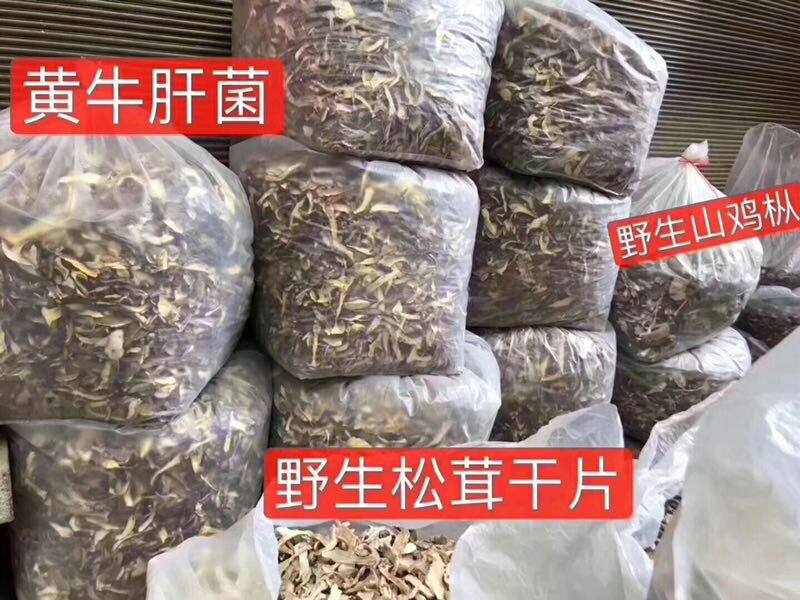 牛肚菌黄牛肝菌10斤包邮