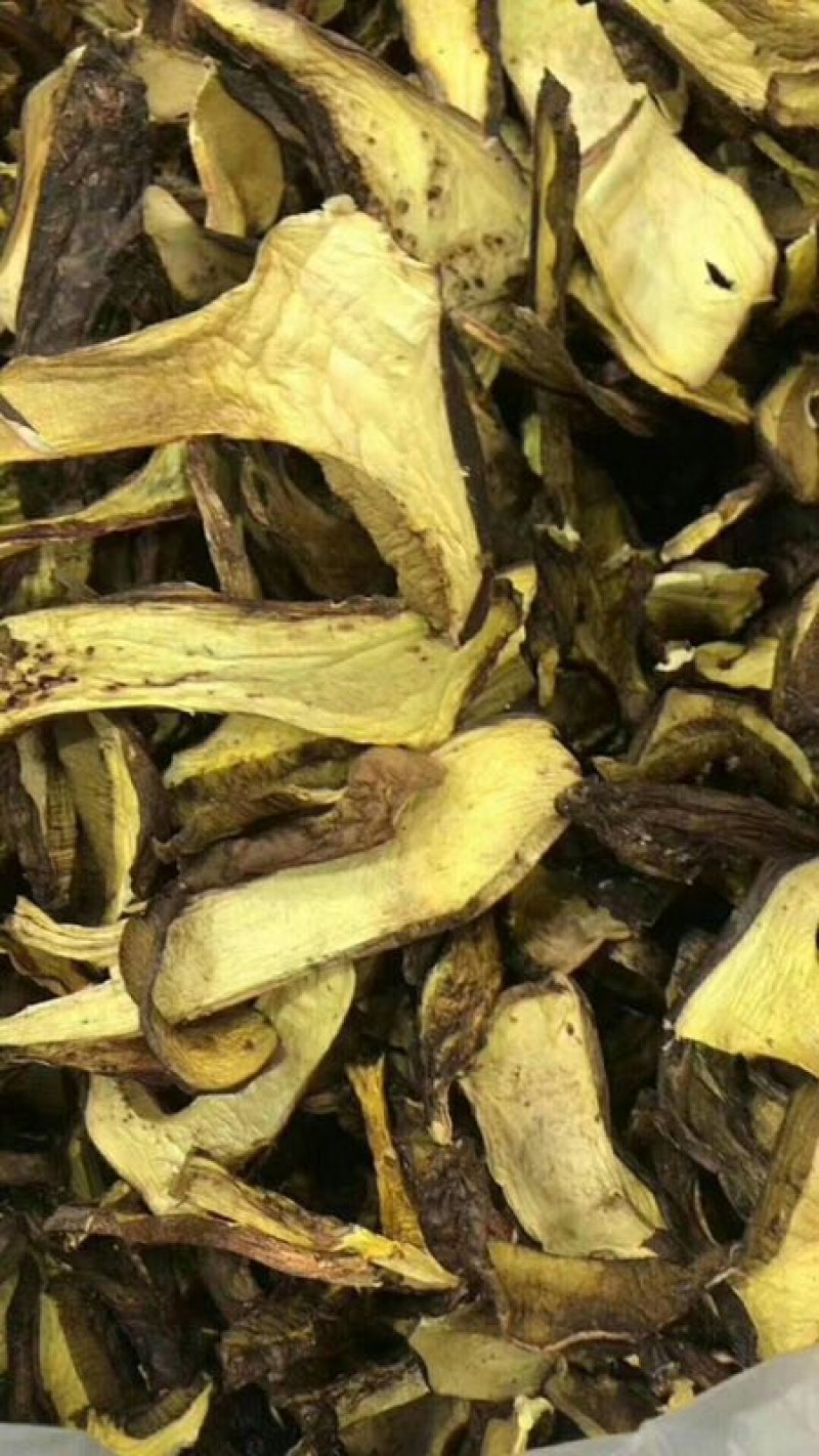 牛肚菌黄牛肝菌10斤包邮